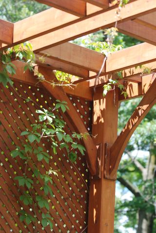 Pergola privacy screen