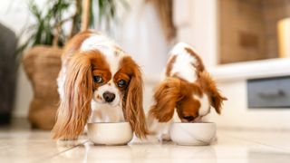 Two Cavalier King Charles Spaniels eating homemade puppy food