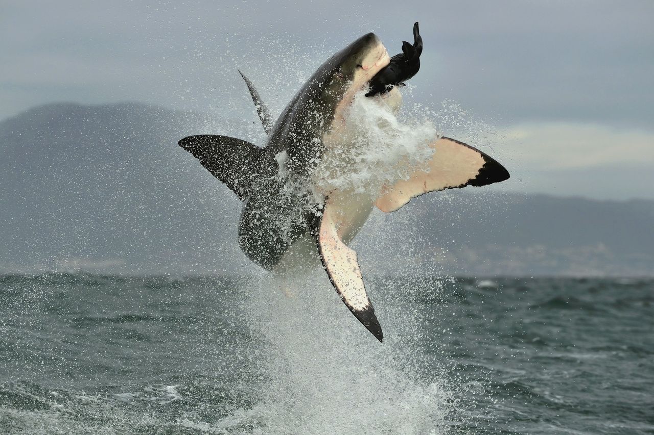a great white shark jumps out of the water to grab a fish