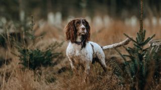 English Springer Spaniel