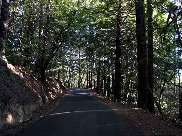 The redwoods on Tunitas Creek Road.