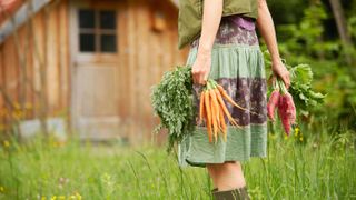 woman carrying freshly pulled carrots