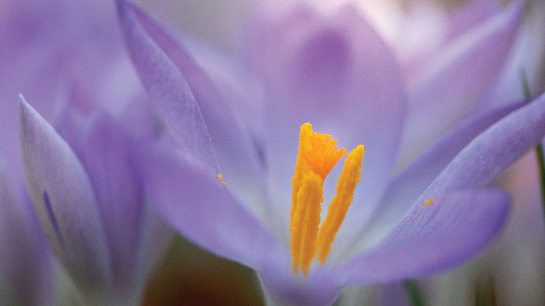 Close-up of vibrant purple crocuses with bright orange centers, softly focused in a sunlit garden