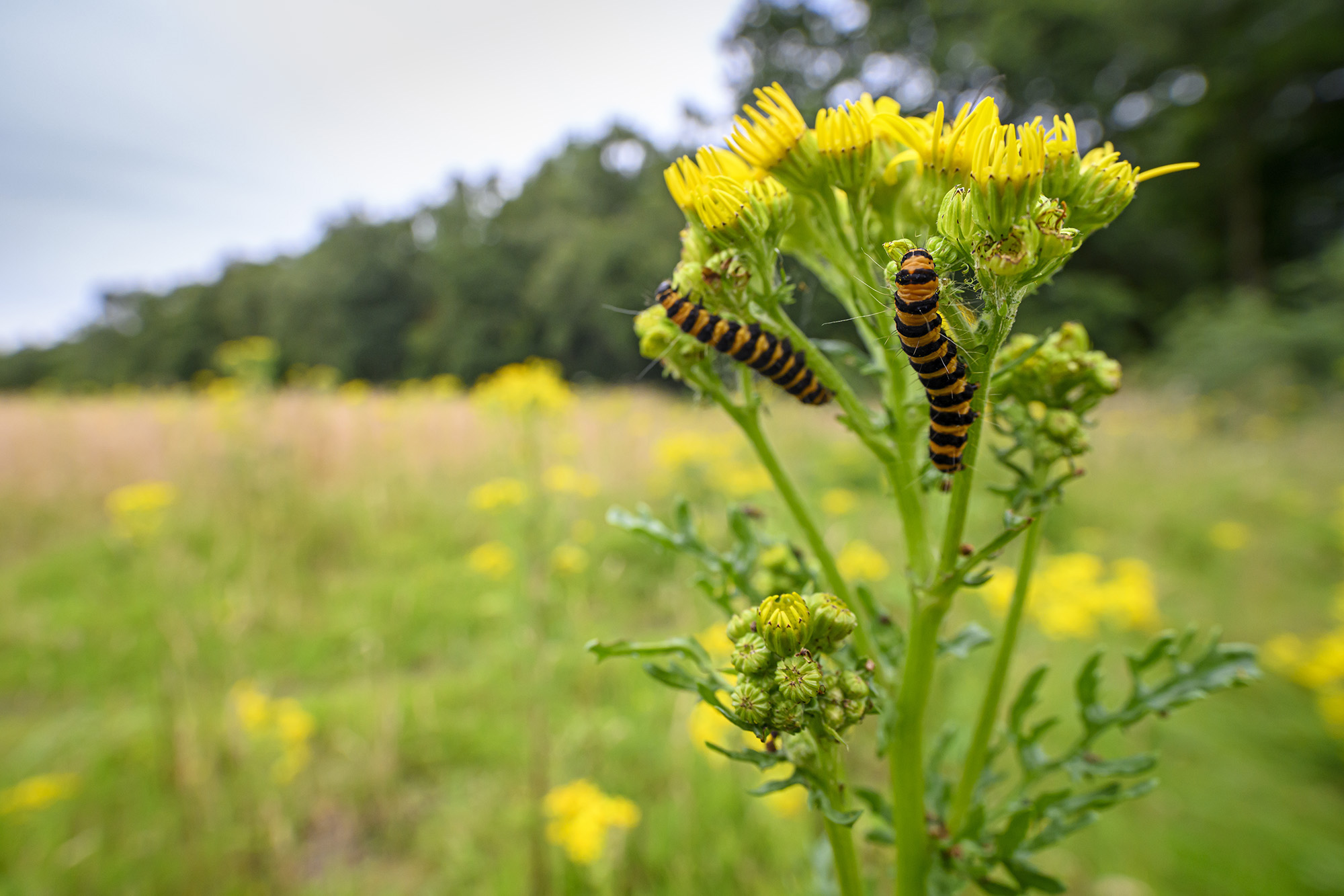 Two caterpillars on a flower against a blurry background of a field