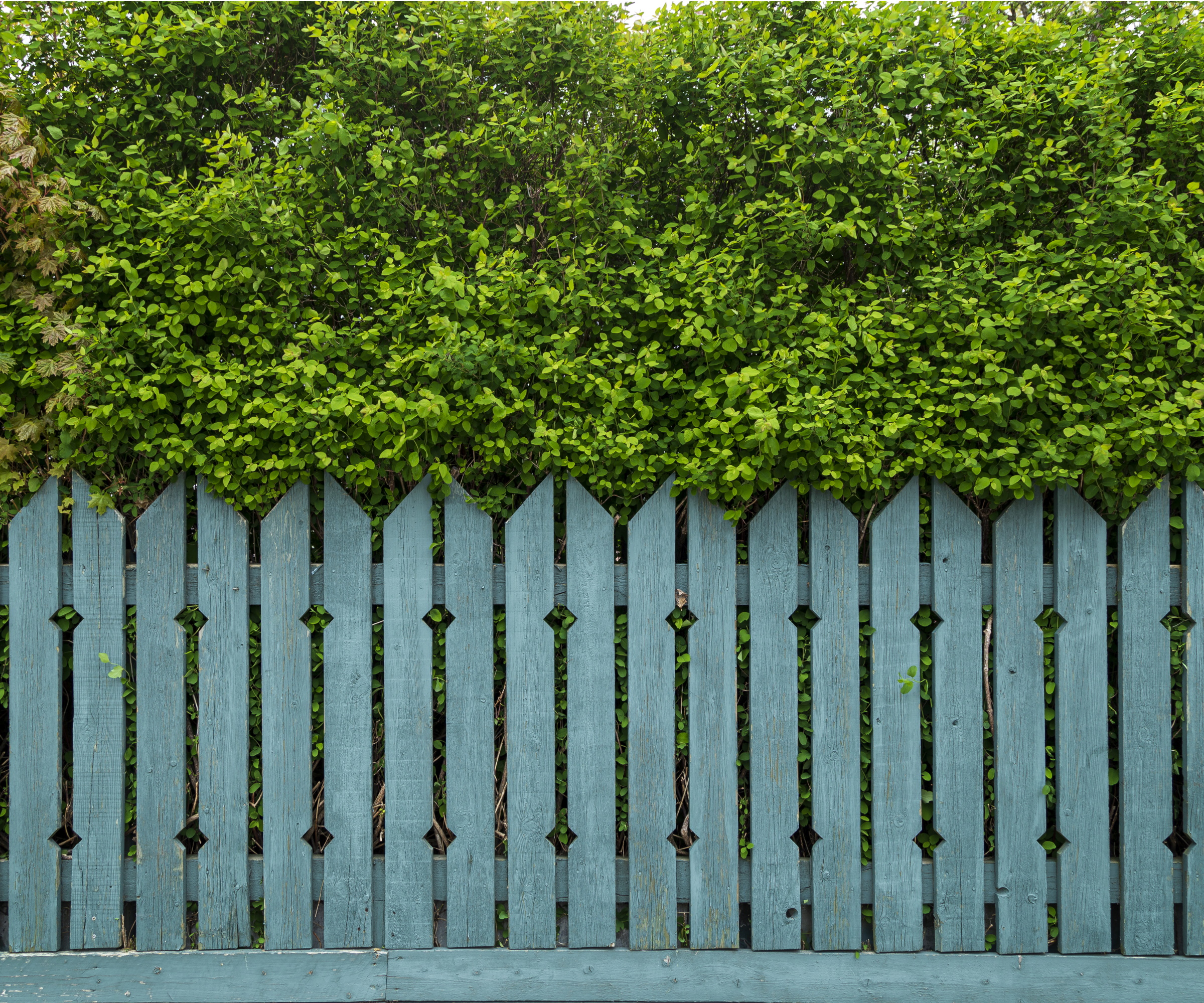 Fence with hedge