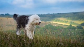 Old English Sheepdog