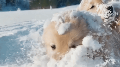 gif of Sora created video featuring frolicking dogs