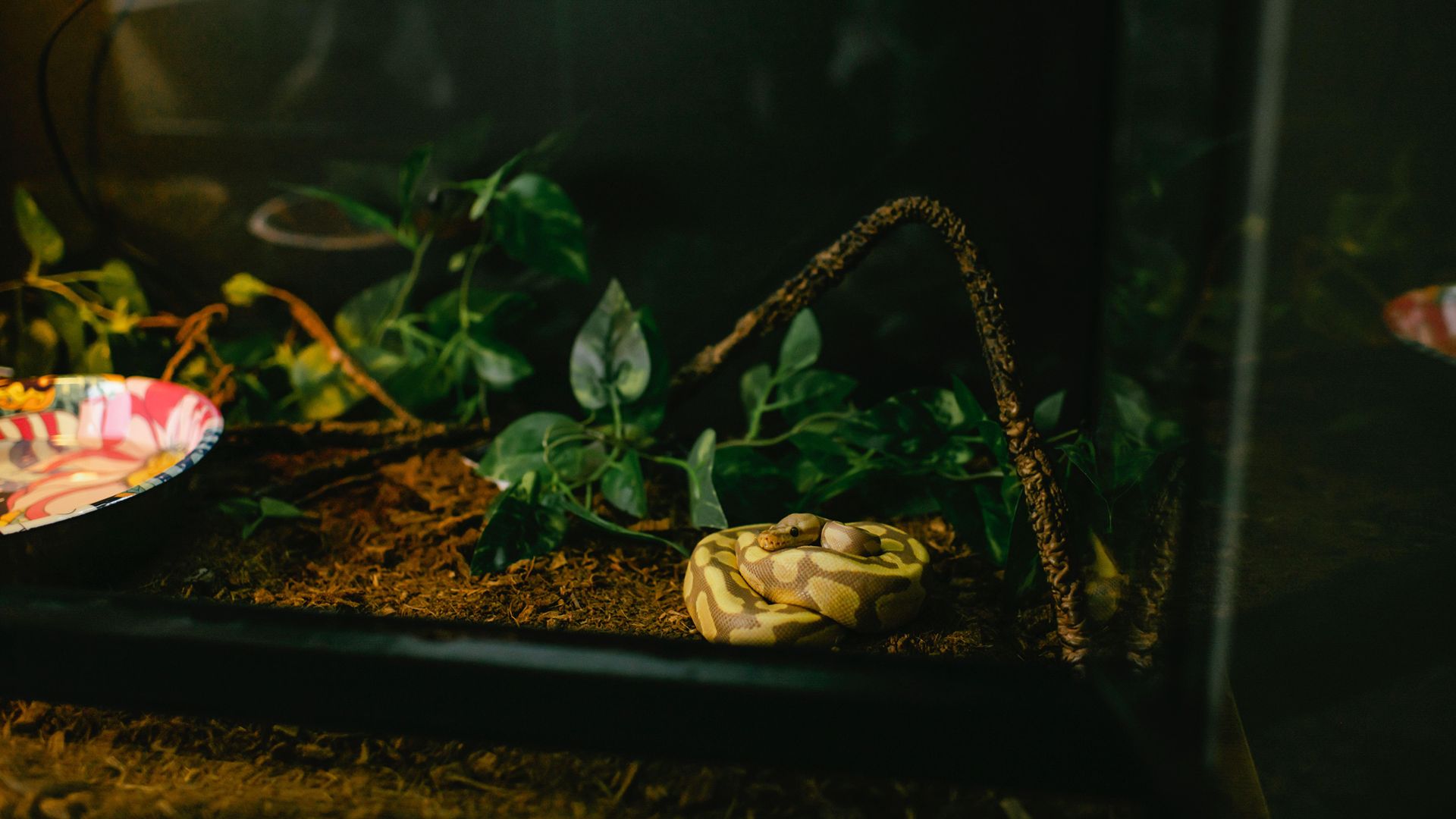 python curled up in his tank