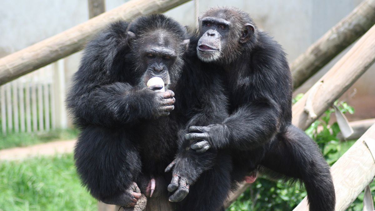 In acoustic experiments, chimpanzees demonstrated that they could recognize when &quot;grammar&quot; rules were violated.