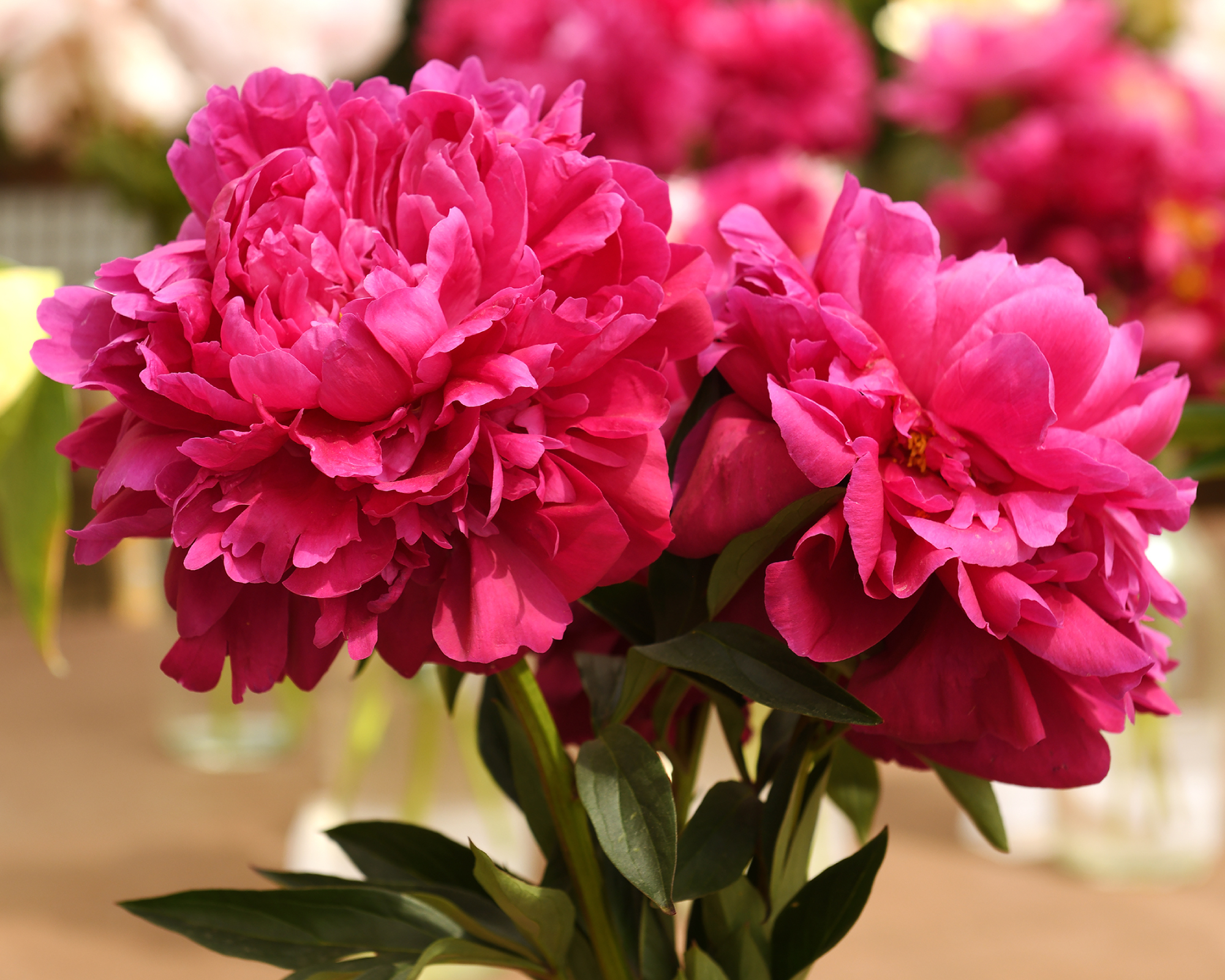 Dark pink kansas peonies in a vase
