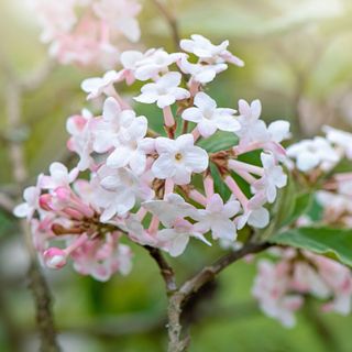 Closeup of pink-white viburnum flowers