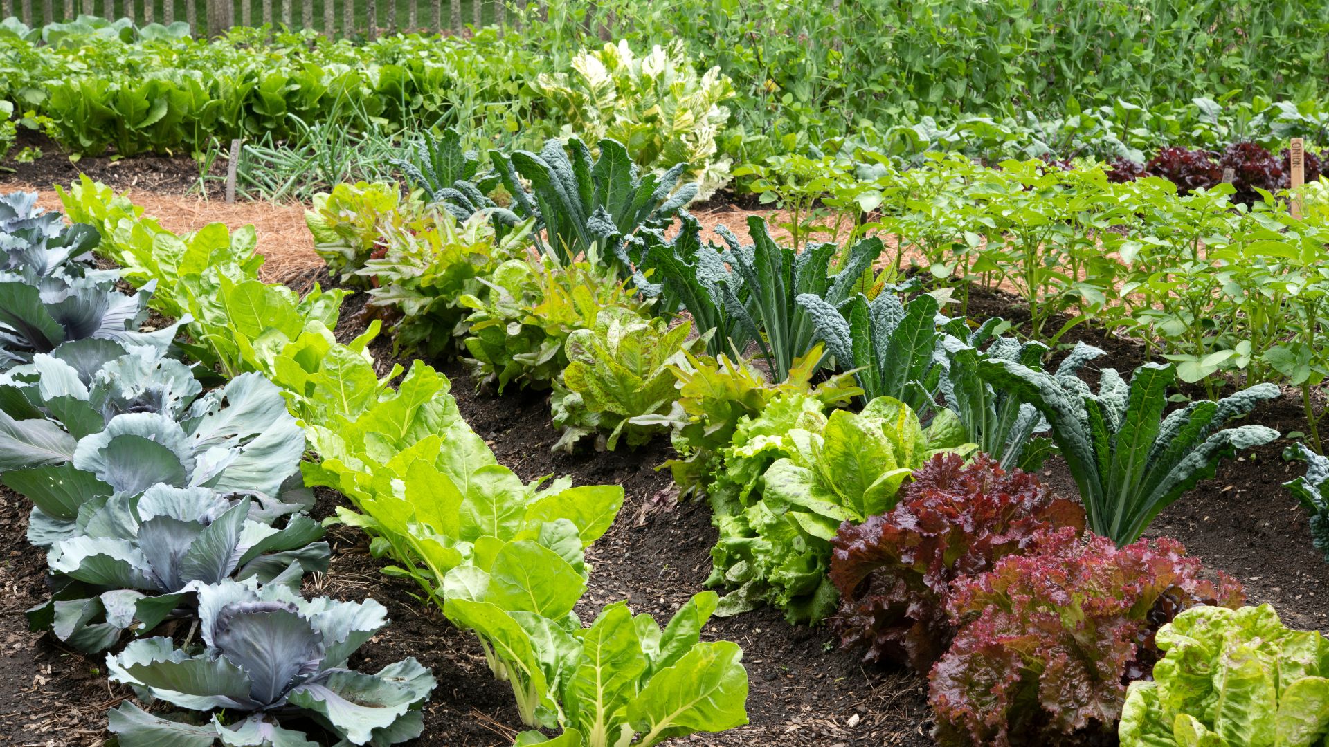 picture of thriving vegetable patch