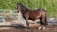 Redwings Horse Sanctuary