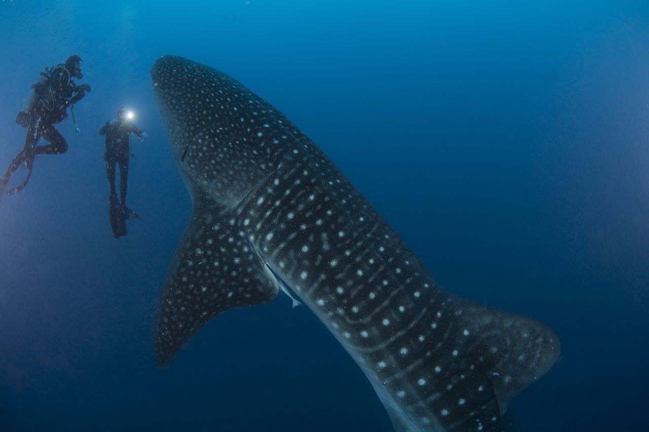 a whale shark next to two divers