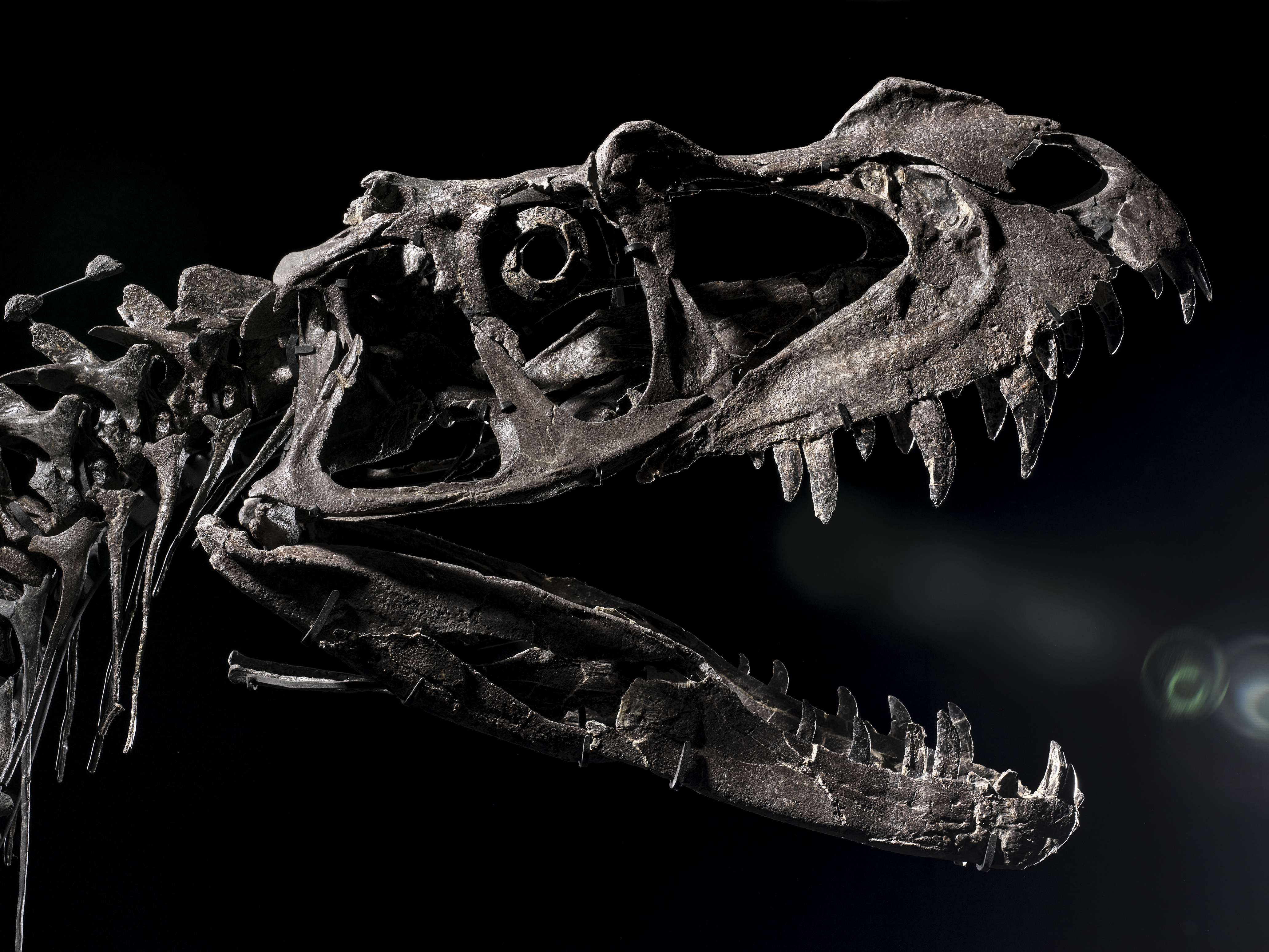 The right side of the skull of the Ceratosaurus