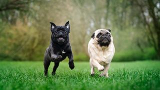 Two pugs running across the grass