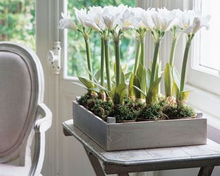 box planted with white amaryllis flowers