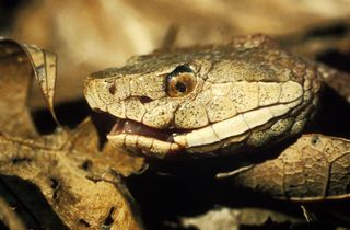 Fear of Snakes Drove Pre-Human Evolution | Live Science