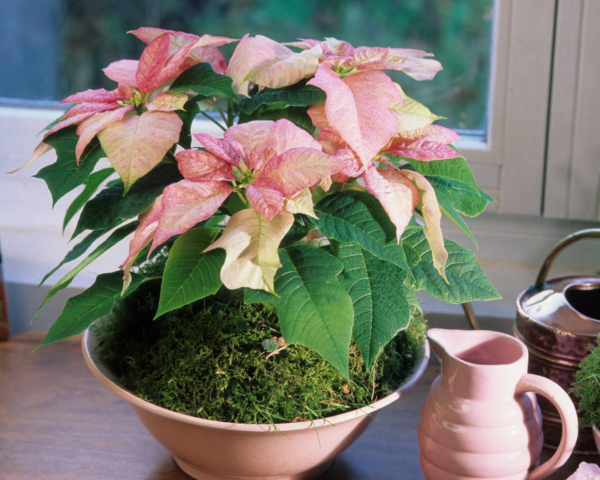 Pink kokedama poinsettia sits in pink bowl