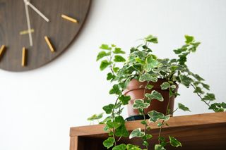 An ivy houseplant in a pot on a shelf