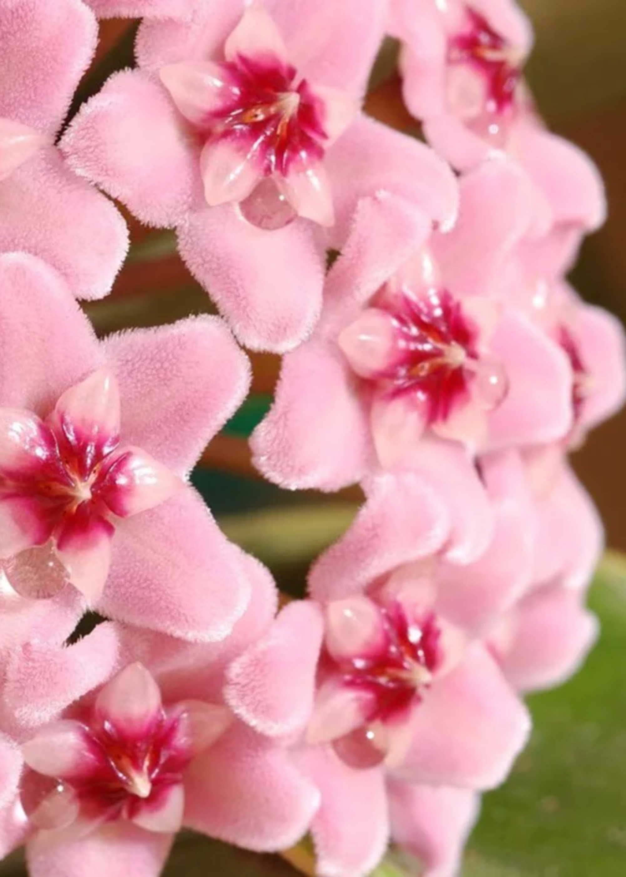 A close-up of pink hoya flowers