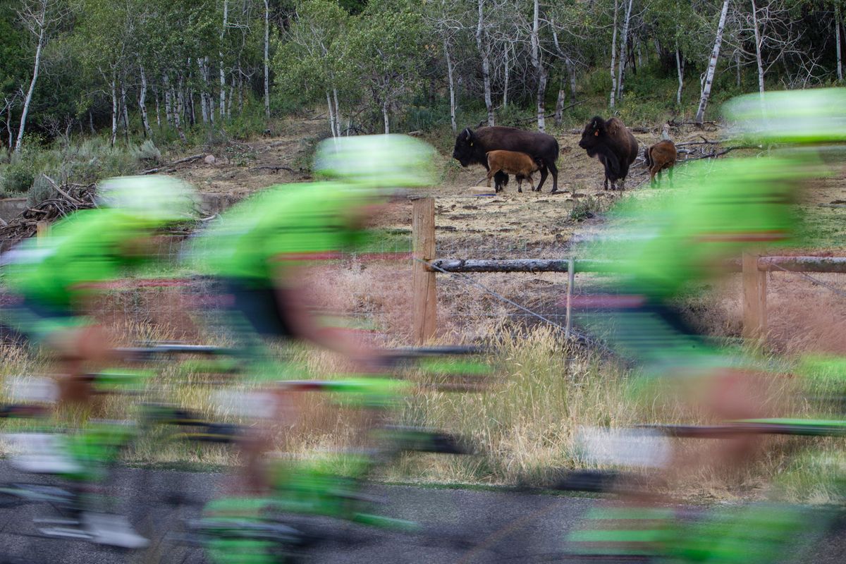 Bison watch as the race rolls past