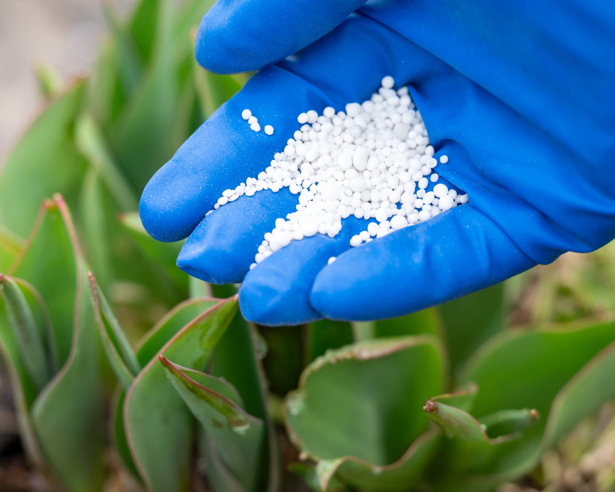 Fertilizer for tulips is applied