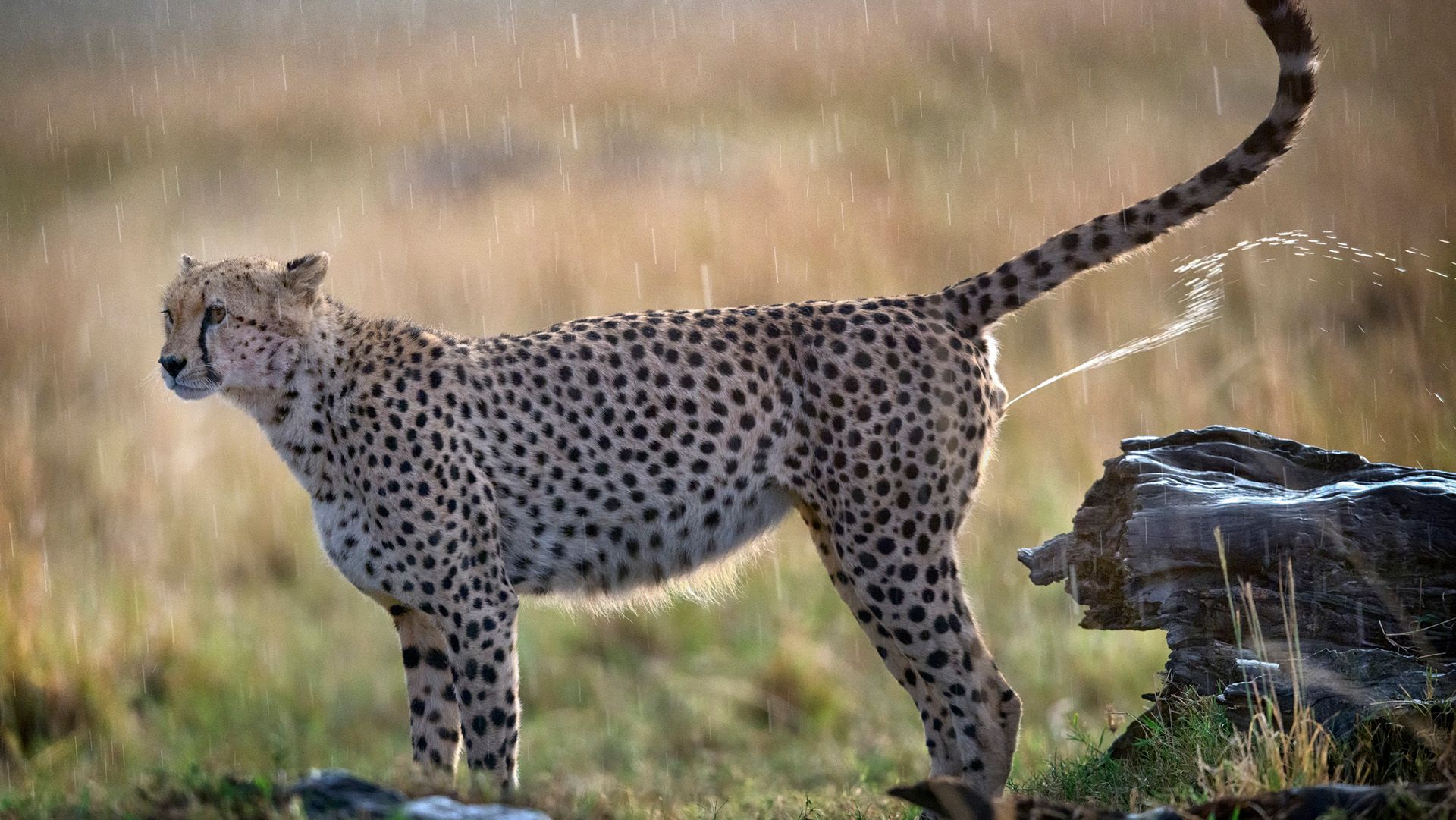 A spotted leopard lifts its tail to pee on a rock.