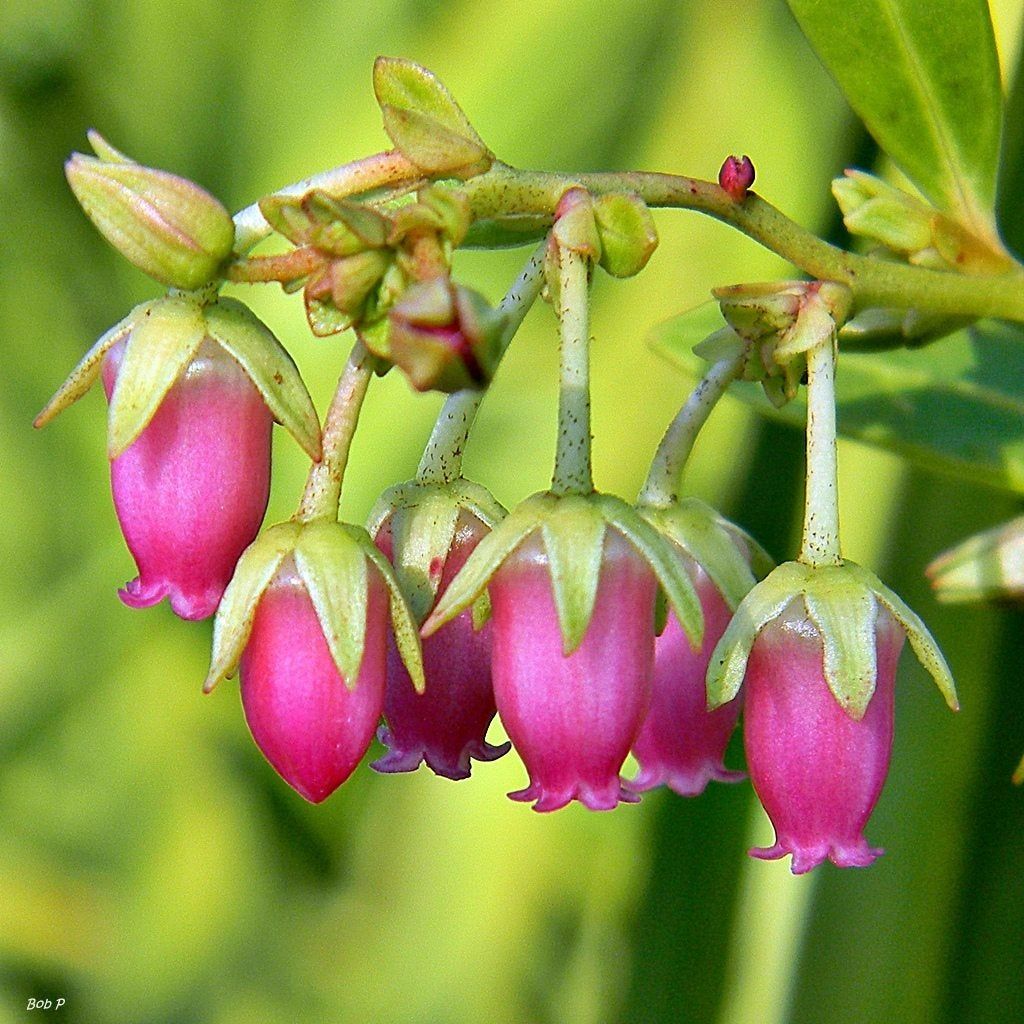 Pink Flowered Fetterbush