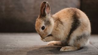 Rabbit cleaning and grooming itself