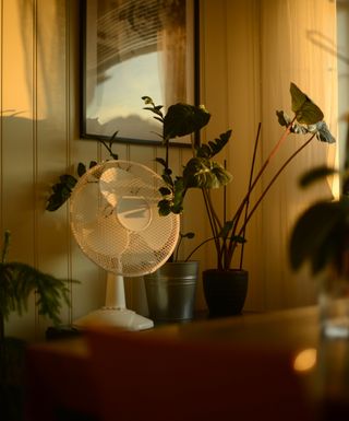 Fan in a darkly lit room, surrounded by plants
