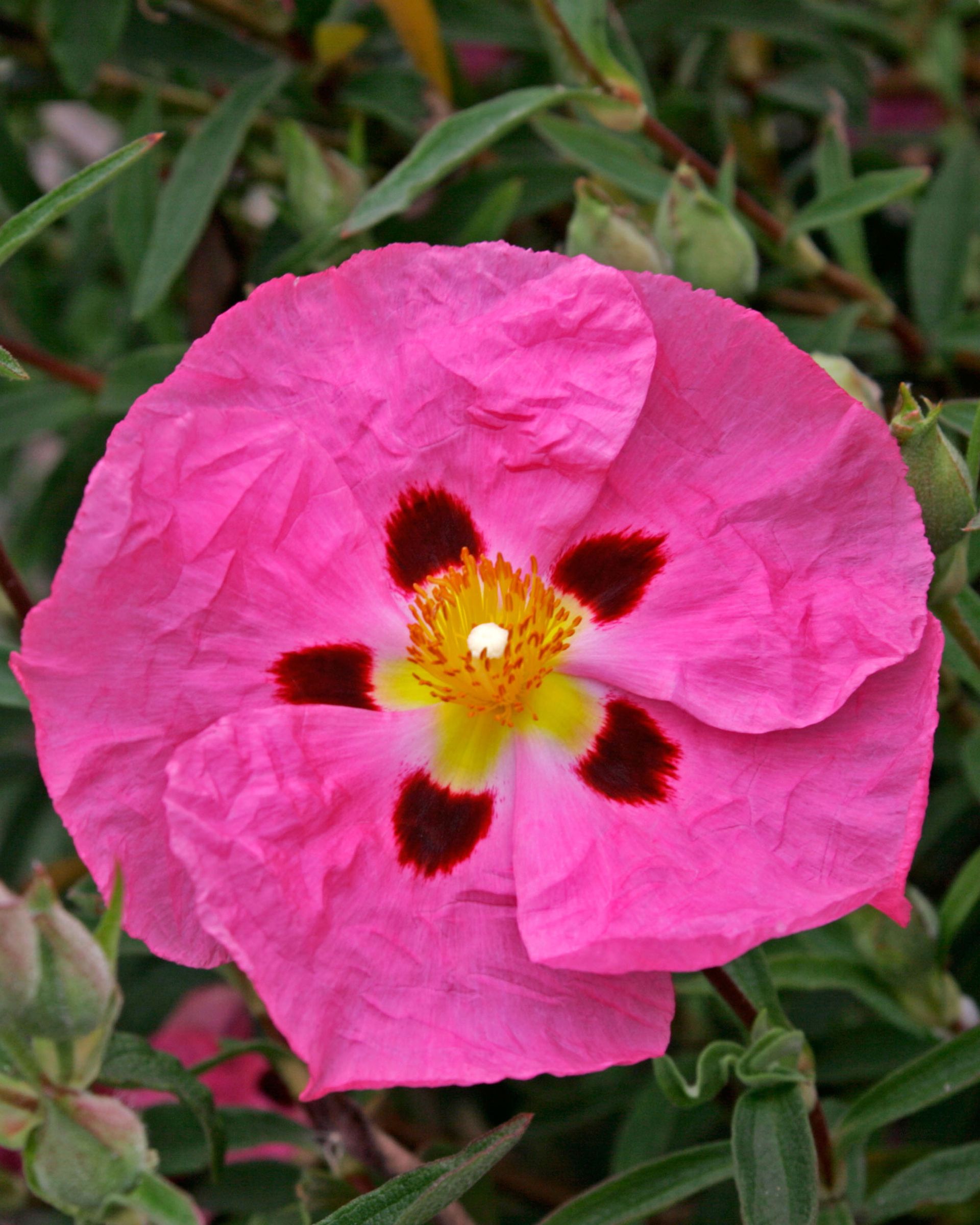 Vivid pink flowers of cistus purpureus AGM