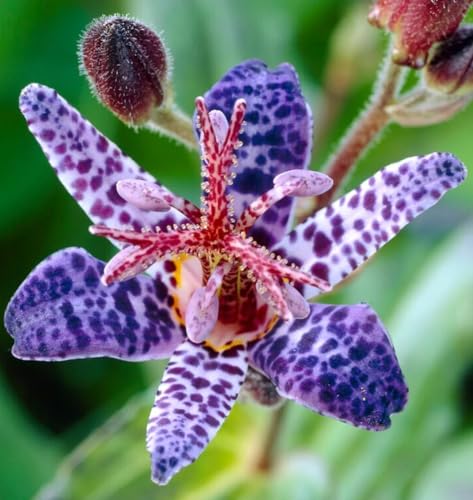 30+perennial Tricyrtis Wonder Toad Lily Flower Seeds to Plant Outdoor-Hardy Lily Bare Root Plant Garden Home Non-Gmo Heirloom