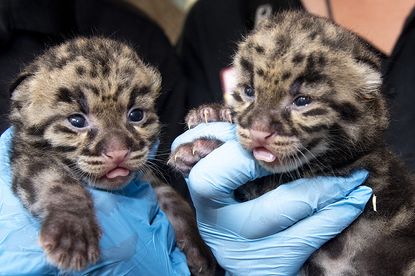 Clouded leopard kittens.