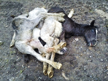 dead_foals.JPG
