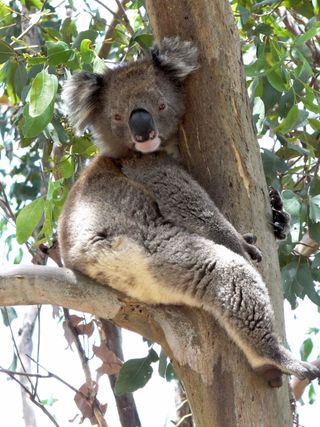 koala on tree branch