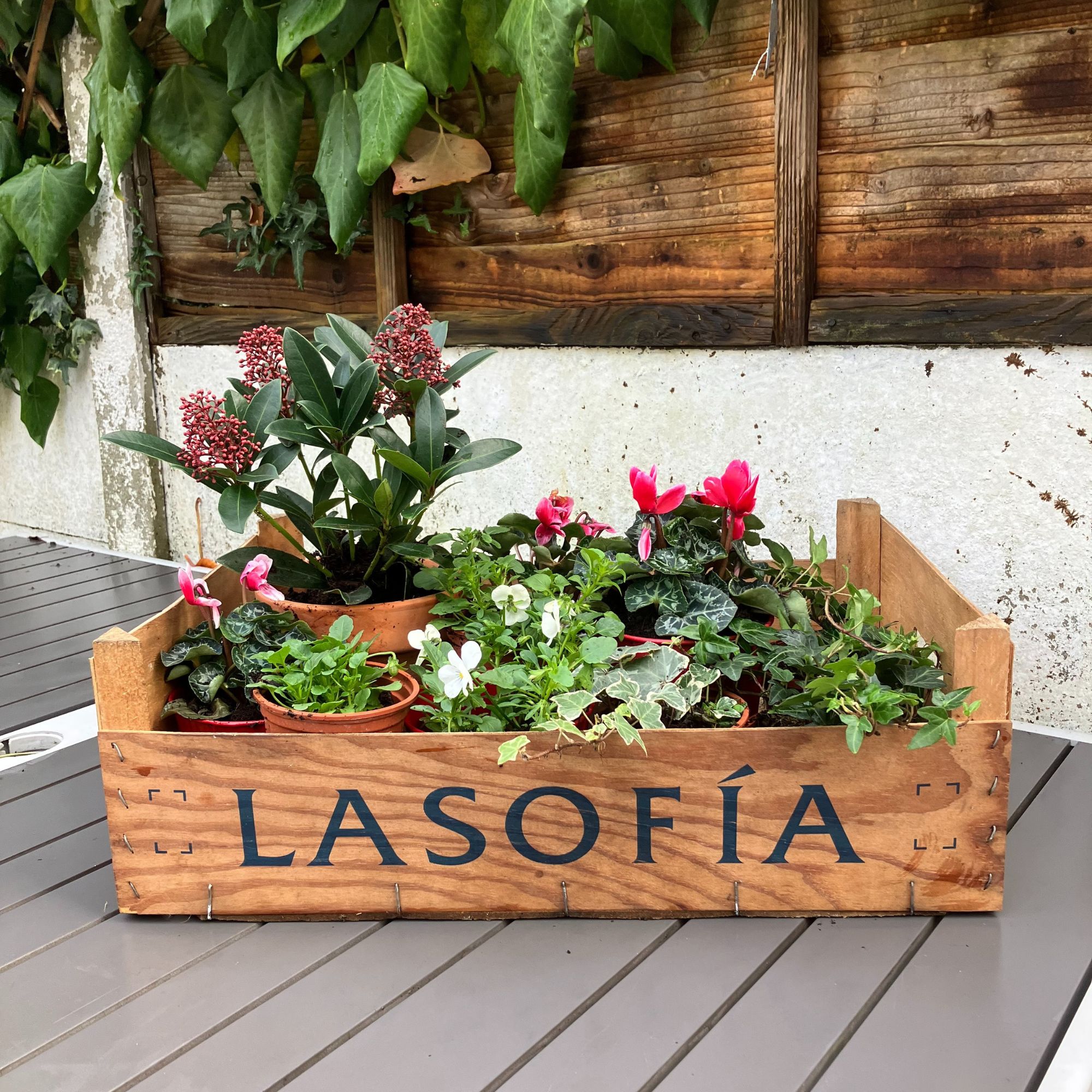 winter hanging basket plant selection