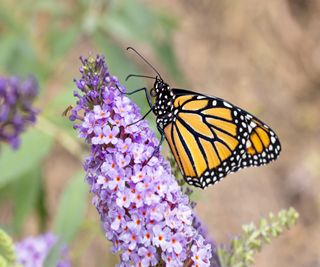 A monarch butterfly feeds on a Buddleja davidii