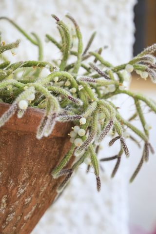 close up of mistletoe cactus with berries