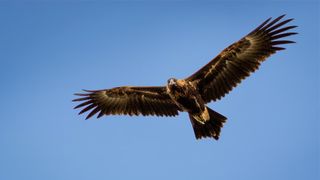 A wedge-tailed eagle flies through the sky.