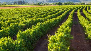 Agiorgitiko vineyard