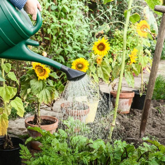 Pros And Cons Of Planting Sunflowers Gardening Know How
