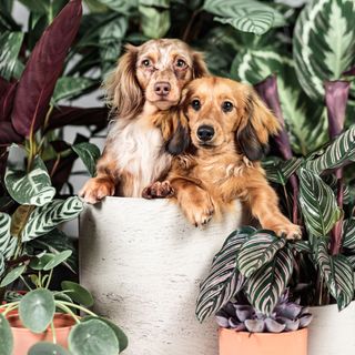 two dogs with brown hairs and plants