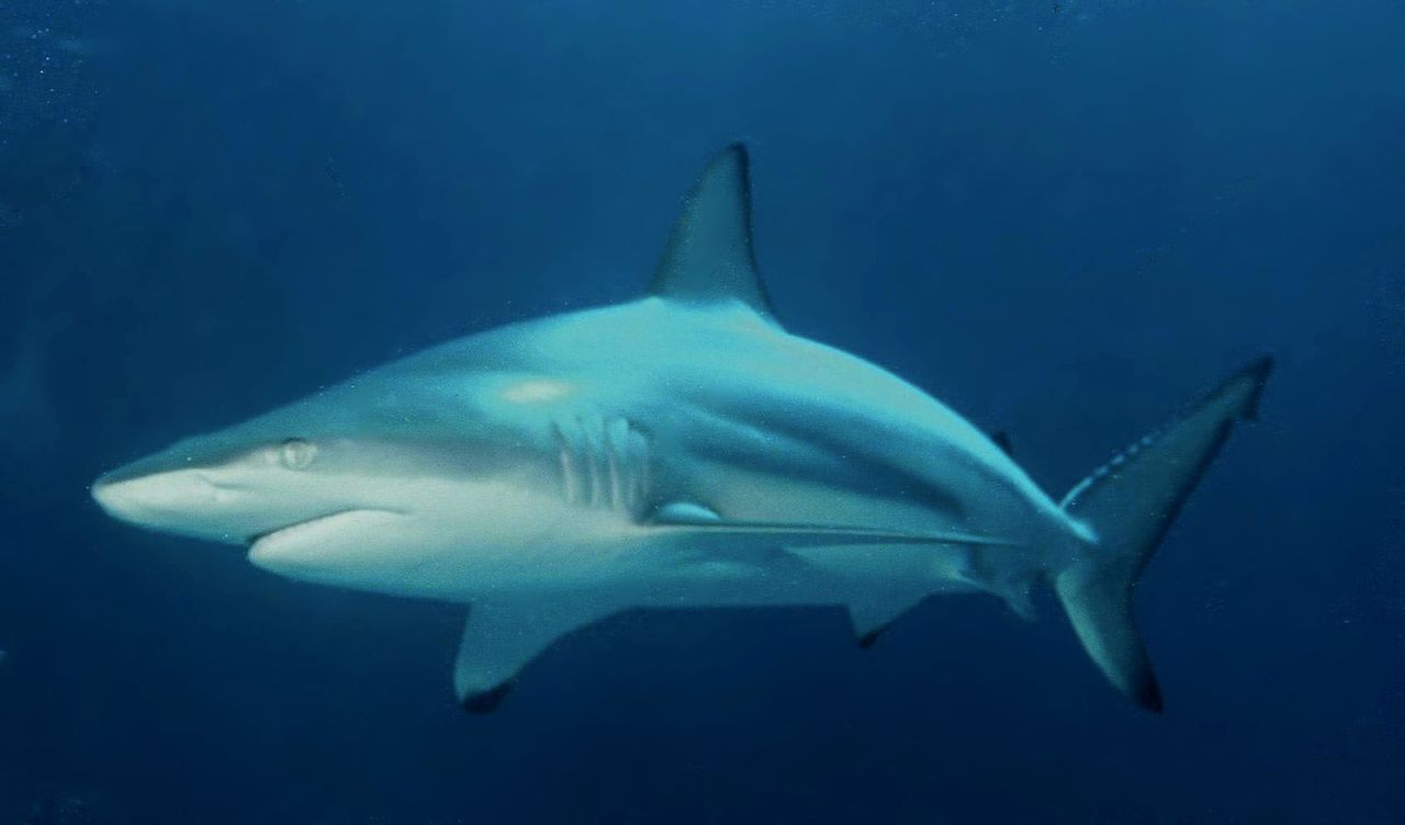 carcharhinus_limbatus_2.jpg