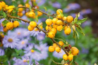 lilac asters and yellow malus
