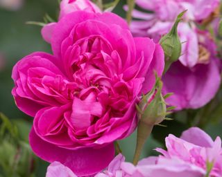 damask rose