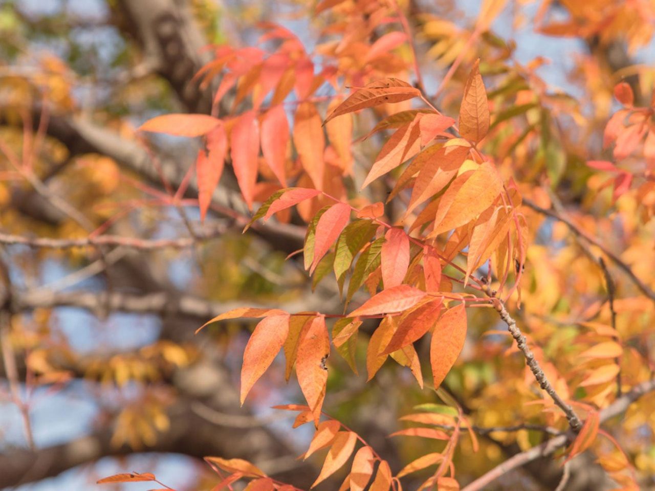 Orange Leaved Chinese Pistache Tree