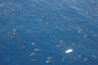 whale sharks from above