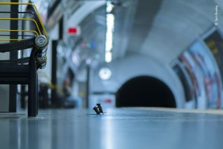 Two mice fight over a scrap of food on a London subway platform
