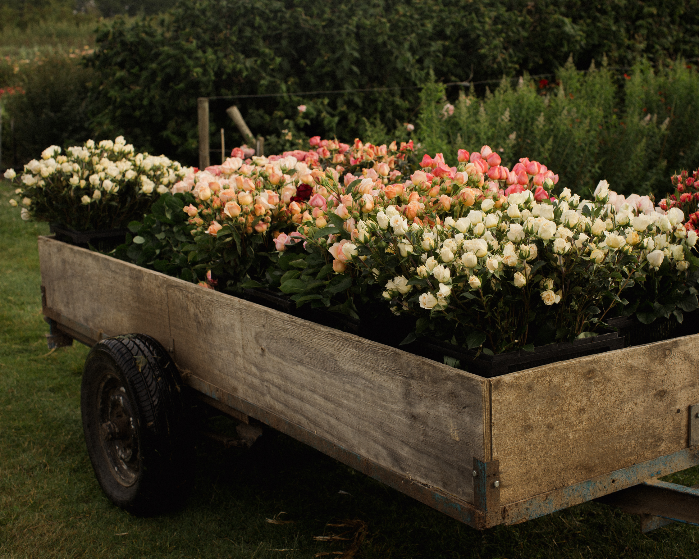 The Real Flower Company